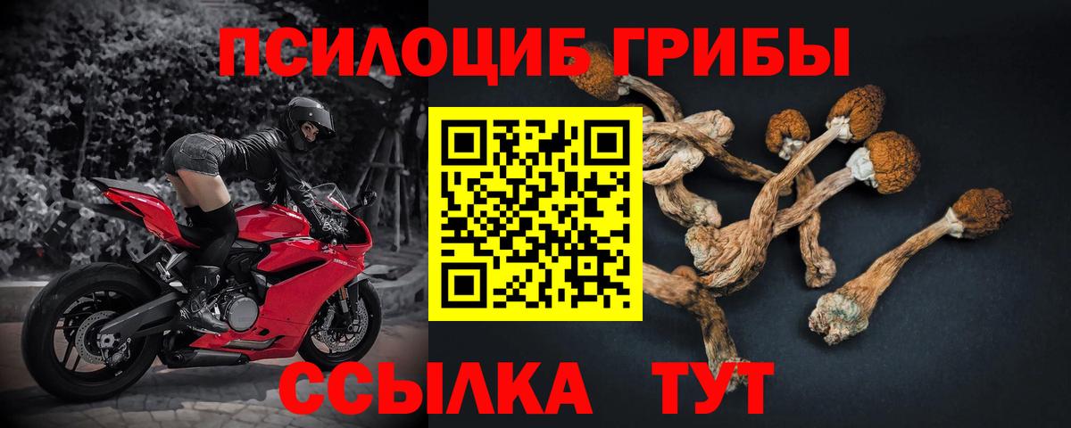 Галлюциногенные грибы Psilocybine cubensis Сафоново